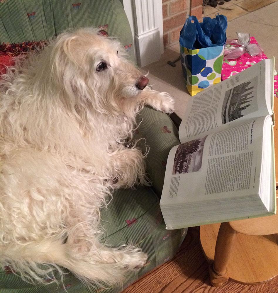 Dogs Soothe the Stress of Finals