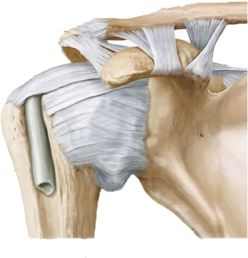 Anatomical view of shoulder joint picturing common tendons injured during athletics.
