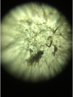 A mold sample as viewed from a Foldscope.