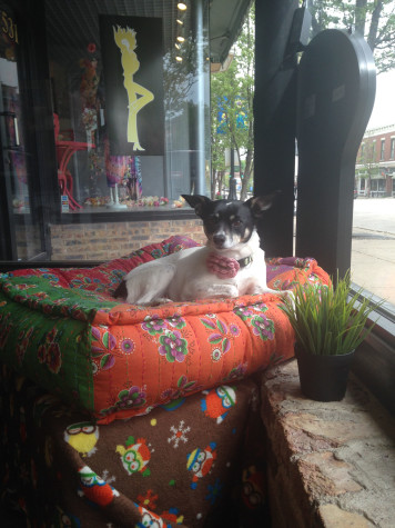 Ellie, Smith's dog, sits guard at the Barkery's door.