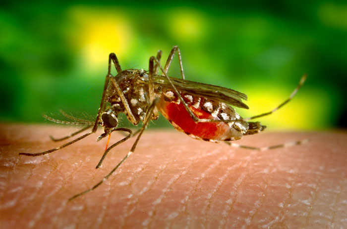 Mosquito+populations+can+be+reduced+with+Oxitec+mosquitoes.