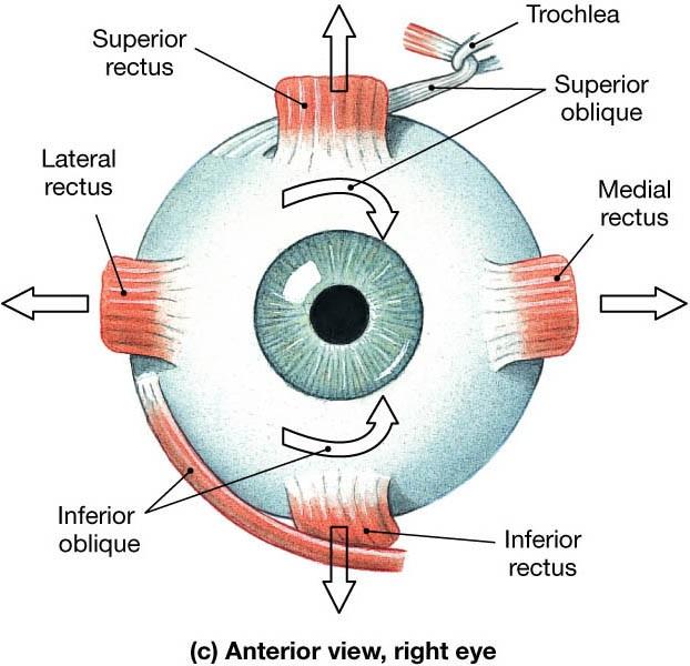 Ultimeyes trains the eye muscles to increase its ability to focus on an object.