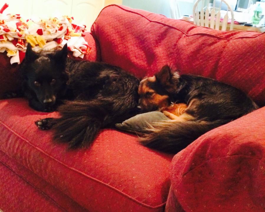 Kira(left) and Teddy(right)  were both rescued from harmful situations and bought at the All-Herding Breed Rescue Shelter in Joliet, Il.