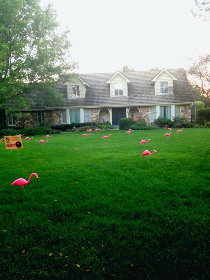 The flamingos seen across the lawn are part of the bands interesting way of fundraising for WISH.