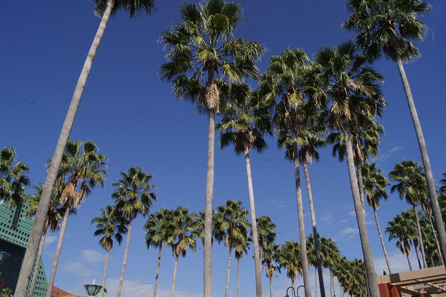 Wish we could see more palm trees in Illinois.