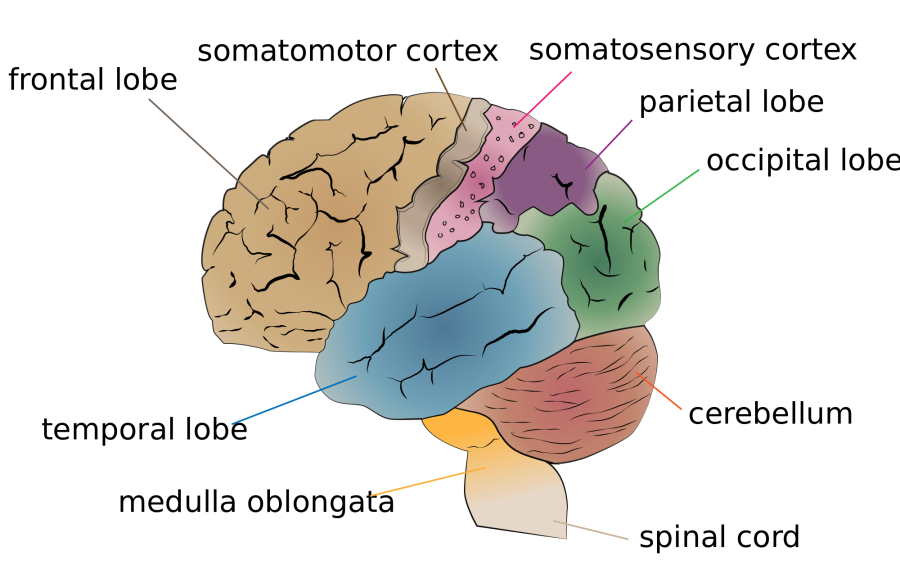 ADHD has several mental side effects that contribute to difficulties faced in school environments. 