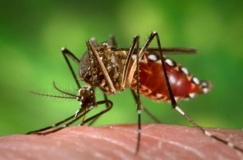 Known to be a carrier of Zika Virus and other diseases, an aedes aegypti mosquito sucks a human's blood. 