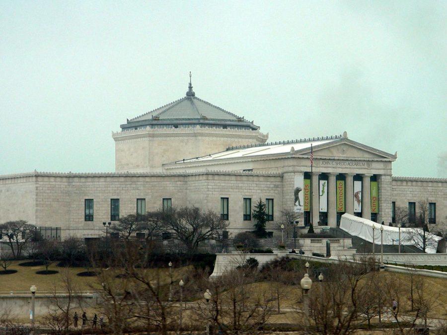 The Shedd Aquarium is  more likely than not to be dusted with snow on the outside during January, when the aquarium offers free admission for residents of Illinois.