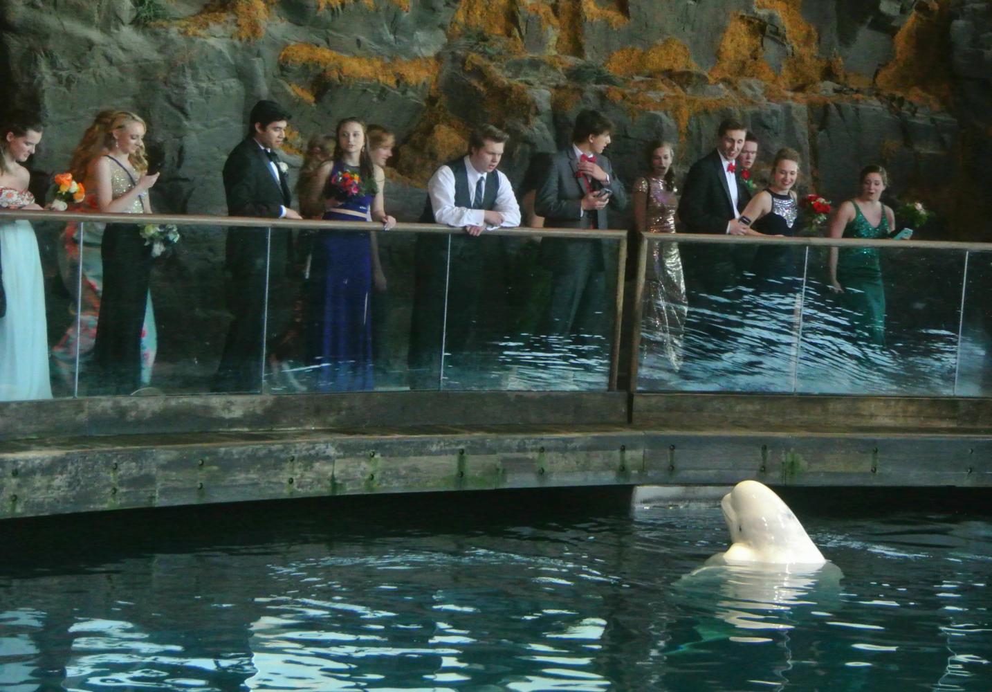 Shortly after entering the Shedd Aquarium, students stop to stare at one of the beluga whales in the pool.