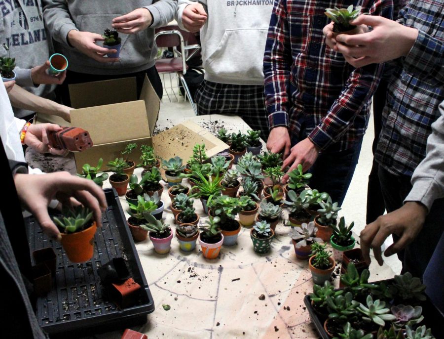 During a meeting, members of the LEAF club work together to prepare succulent plants to sell to the students and staff during lunch periods.