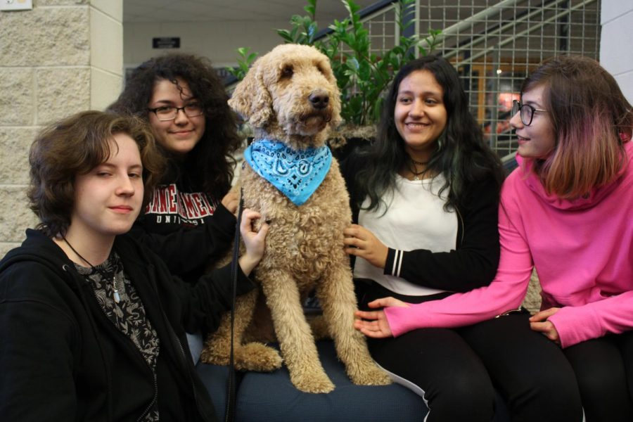 In the VHHS main entrance lobby, therapy dog Basil can be seen helping relieve students’ stress throughout the semester. Basil can provide a sense of comfort, especially during stressful periods for students.