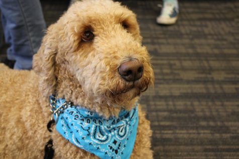 The VHHS therapy dog, Basil, has been at the school since the beginning of the year to provide emotional support to students and staff.