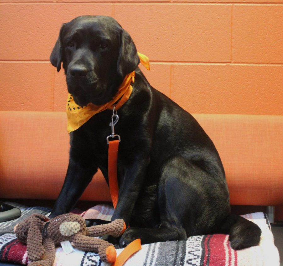 Meet Wrigley: LHS’s furriest staff member