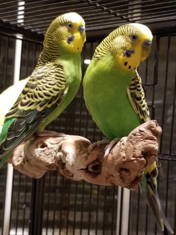 Small caged animals like parakeets are allowed at some colleges.