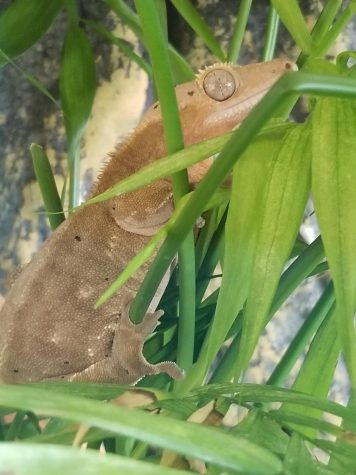 A SavingforCollege article says that some colleges limit a student’s pets to small caged animals, such as amphibians, fish and lizards.