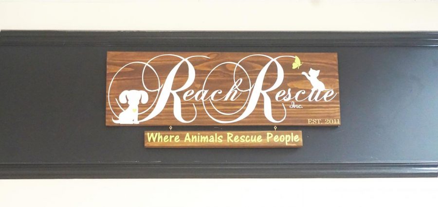 Shelters like Reach Rescue are struggling to keep up with the demands of their customers.