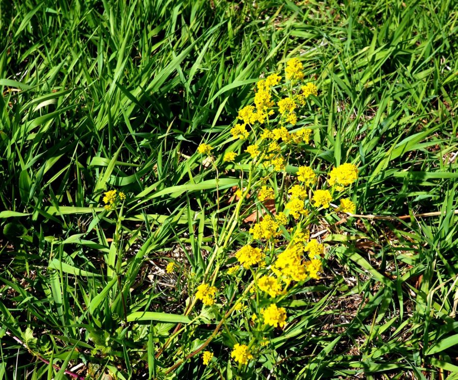 Bird’s Foot Trefoil – Lotus corniculatus – non-native