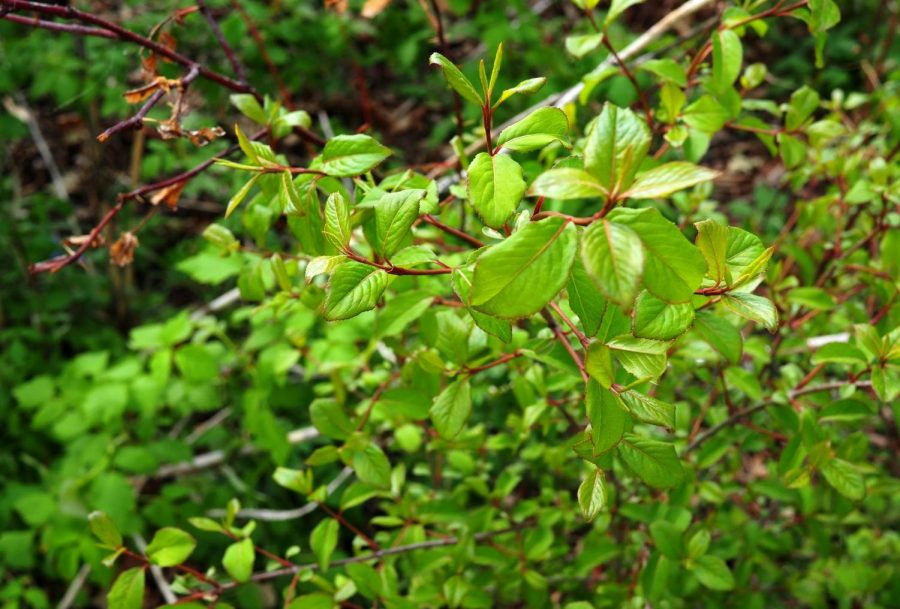 Blackhaw – Viburnum prunifolium – native