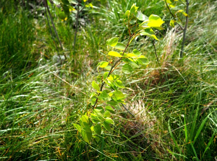 Quaking+Aspen+-+Populus+tremuloides+-+native