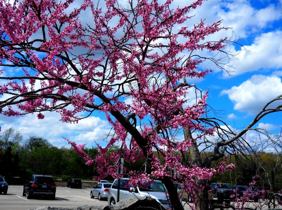 Redbud+-+Cercis+canadensis+-+native