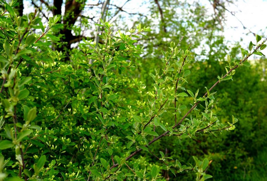 Autumn Olive – Elaeagnus umbellata – non-native