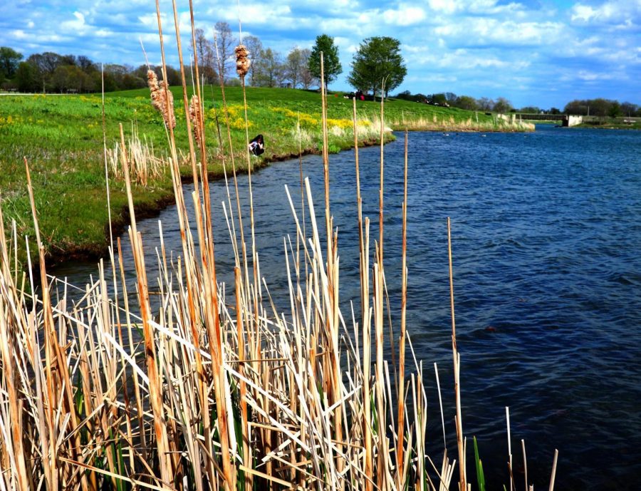 Broad-leaved Cattail – Typha latifolia – native