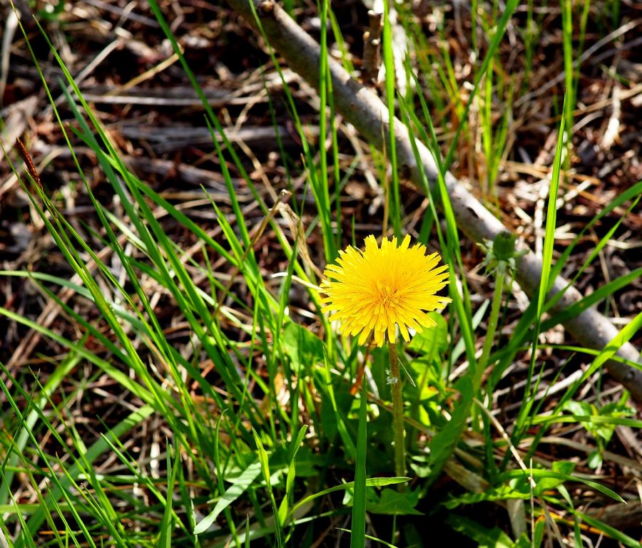 Common Dandelion – Taraxacum officinale – non-native