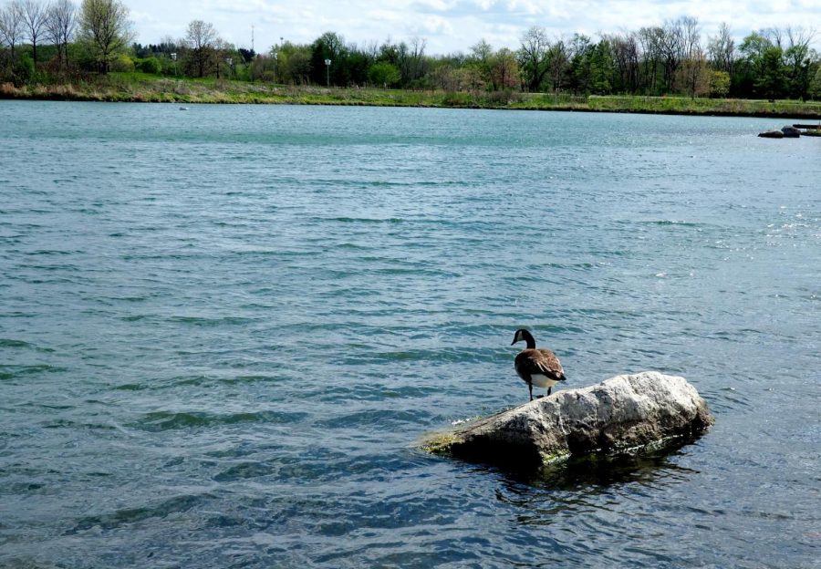 Canada Goose – Branta canadensis – native