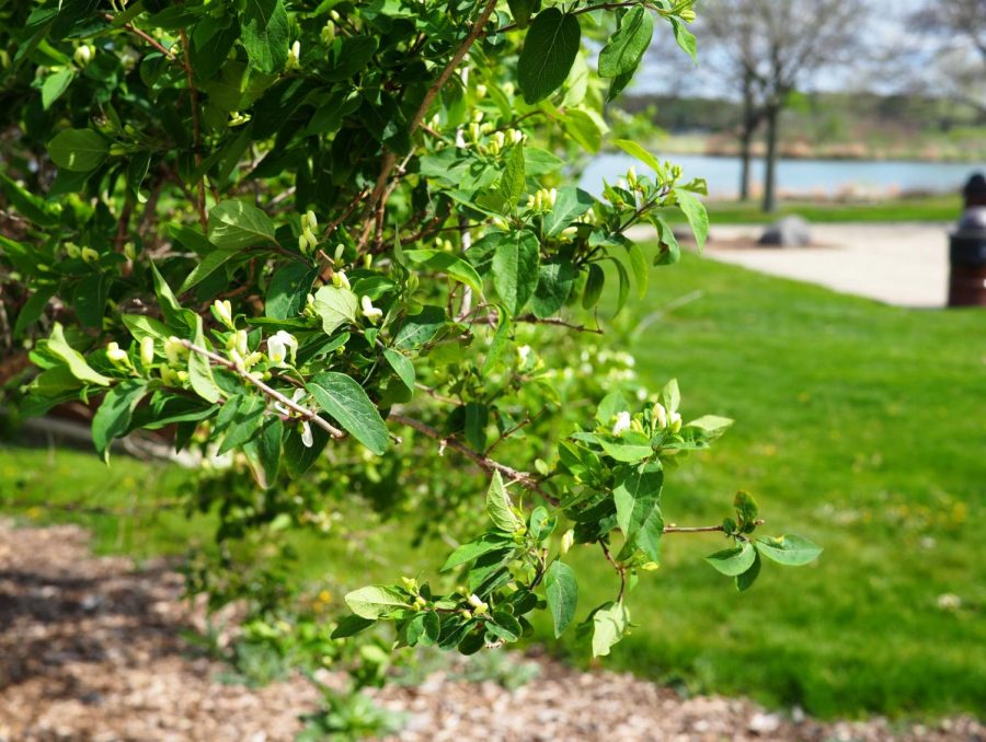 Amur+Honeysuckle+-+Lonicera+maackii+-+non-native