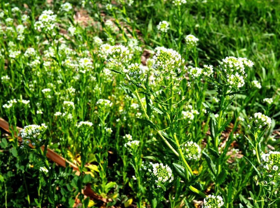 Pennycress – Thlaspi arvense – non-native