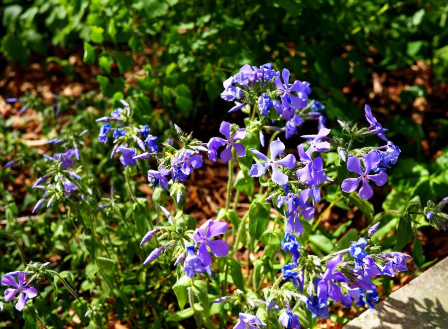 Woodland+Phlox+-+Phlox+divaricata+-+native