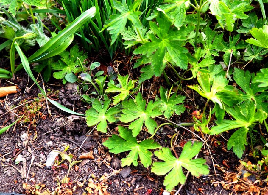 Wild Geranium - Geranium maculatum - native