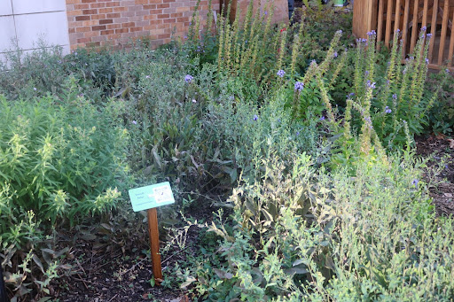 Smooth Aster is a very common native flower to Illinois. These naturally occurring flowers coming from open woods, meadows, and fields were brought here to LHS for the enjoyment of the students.