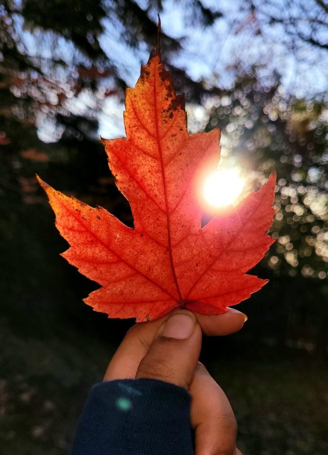 Many students at LHS find autumn leaves beautiful. Finding beauty in the little things can start in your own backyard!