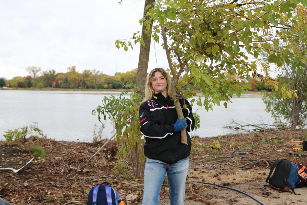 Junior Niamh O’Sullivan carries a branch that was cut off of a tree. These branches need to be cut off when they are hanging too low, the tree is sick, or they get in the way of planting.